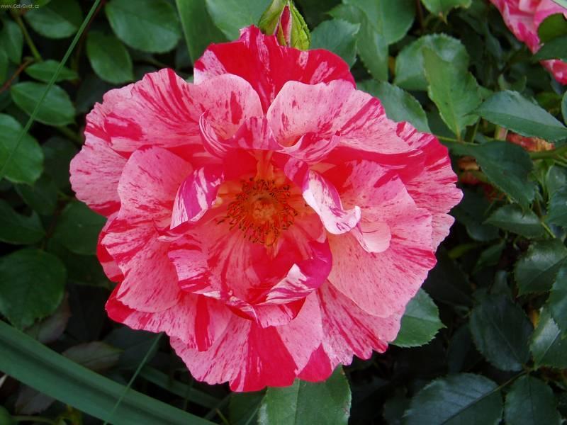 Fotky: R��e (foto, obrazky)