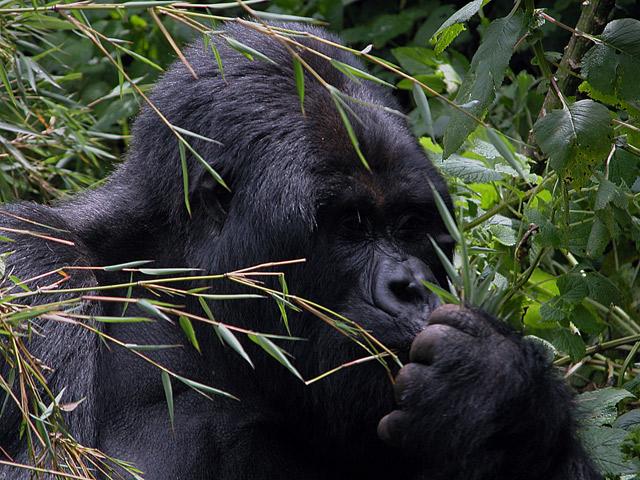 Foto: Rwanda-Ruhengeri