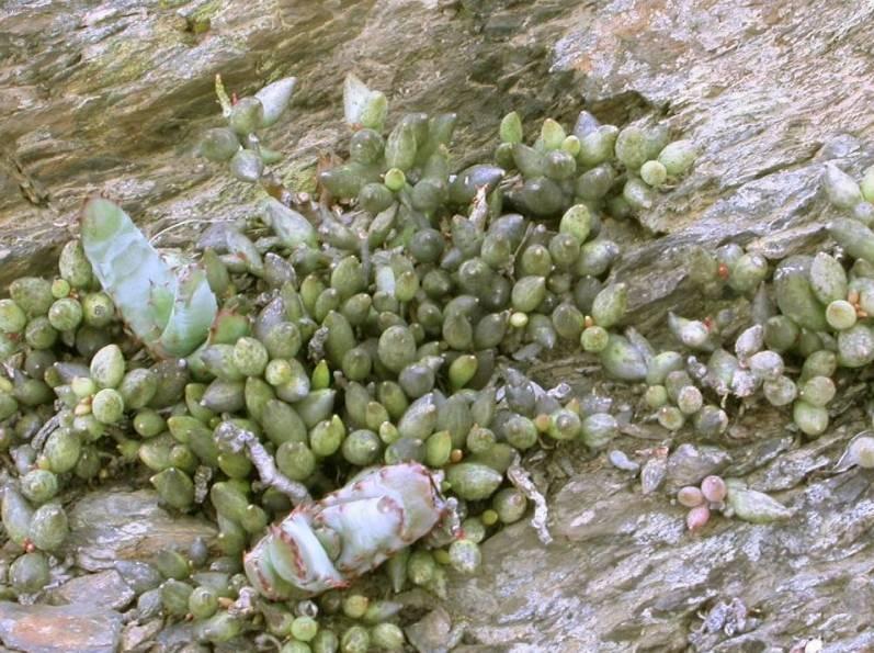 Foto: Seneco articulatus