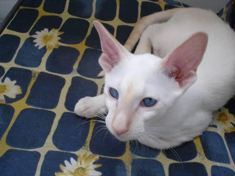 Fotky: Siamsk� ko�ka (foto, obrazky)