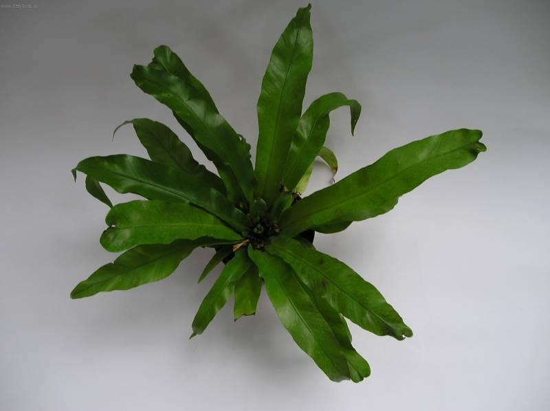 Fotky: Slezin�k (foto, obrazky)