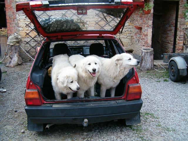 Fotky: Slovensk� �uva� (foto, obrazky)