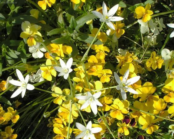 Fotky: Sn�dek (foto, obrazky)