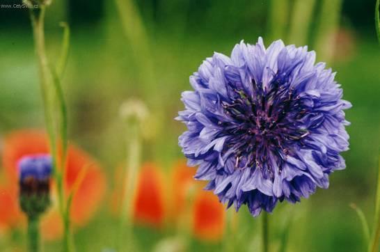 Fotky: Sparm�nie, pokojov� lipka (foto, obrazky)