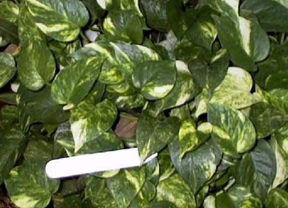 Fotky: �plhavnice, scindapsus, potos (foto, obrazky)