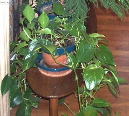 Fotky: �plhavnice, scindapsus, potos (foto, obrazky)