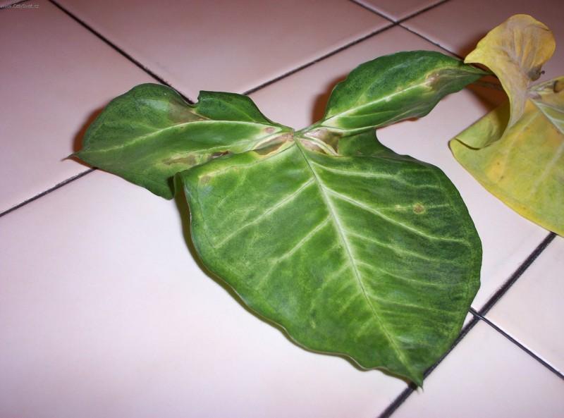 Foto: Sv�tlo je chlebem rostlin