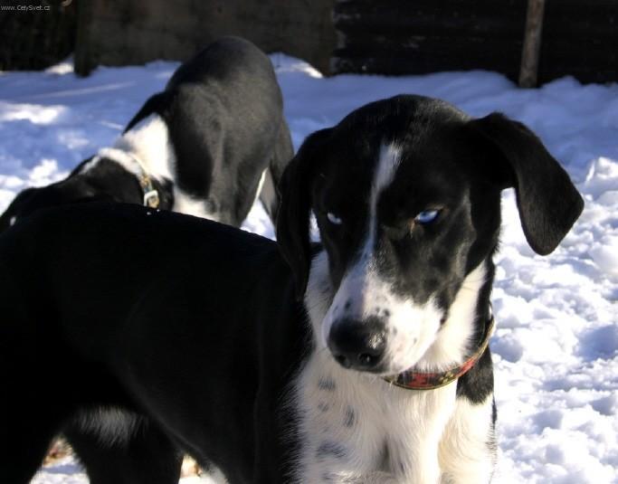 Foto: Ta�n� psi-Tady jsou fotky dvou alask�n� (pades�tek).Otec je alaskan(husky x oha�) matka k��enec oha��. Nen� to standartn� a u� v�bec by se to nel�bilo chovatelsk�m klub�m. Ale jsou to kr�sn� psi a a� povyrostou budou tahat san�. Majitelka: ��rka Borovsk�.