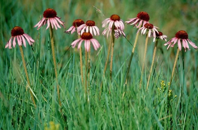 Foto: Ter�ovka �zkolist�