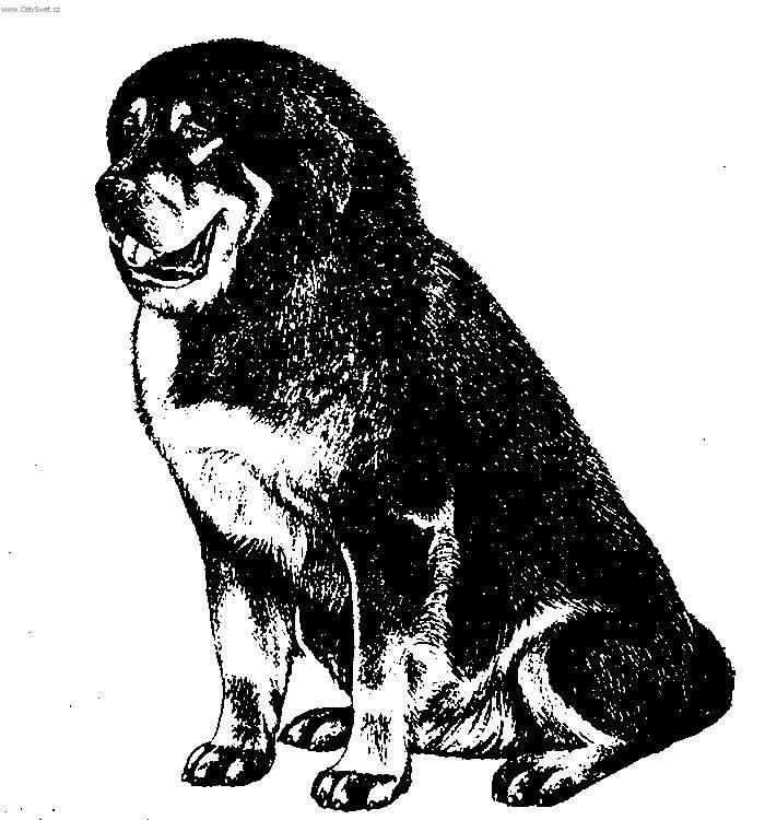 Fotky: Tibetsk� doga (foto, obrazky)