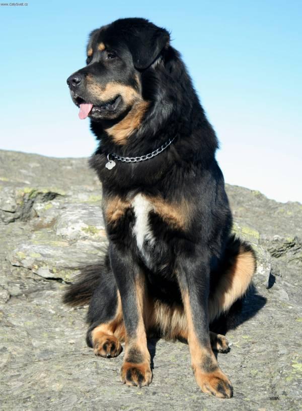 Fotky: Tibetsk� doga (foto, obrazky)