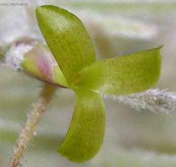 Fotky: Tilandsie �ed� (foto, obrazky)