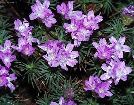 Fotky: Tr�vni�ka (foto, obrazky)