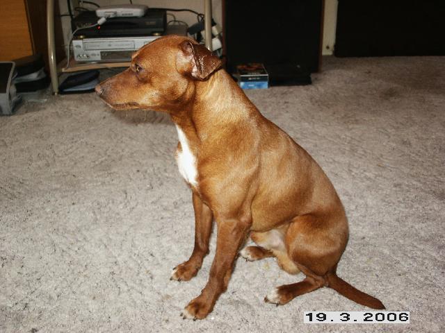 Fotky: Trpasli�� pin� (foto, obrazky)