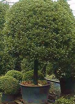 Fotky: Vav��n (foto, obrazky)