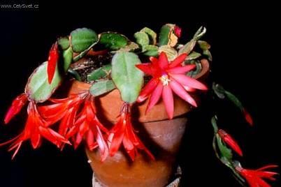 Foto: Velikono�n� kaktus