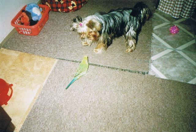 Fotky: York��rsk� terier (foto, obrazky)