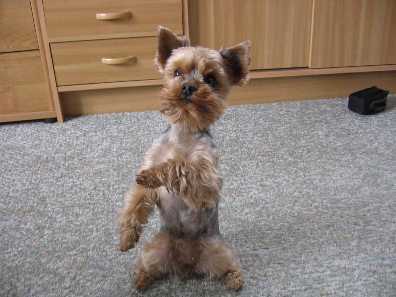 Fotky: York��rsk� terier (foto, obrazky)