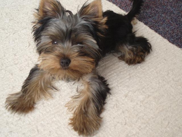 Fotky: York��rsk� terier (foto, obrazky)