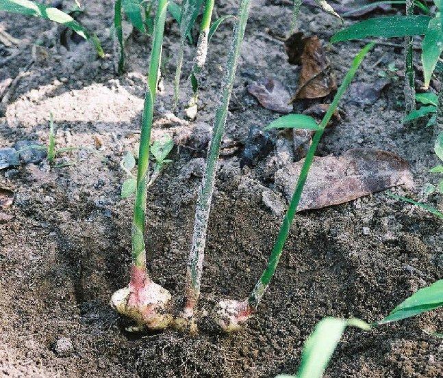 Foto: Z�zvor L�ka�sk�