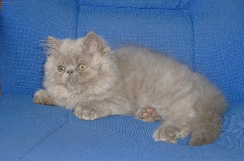 Fotky: Zbarven� Torti-point (foto, obrazky)