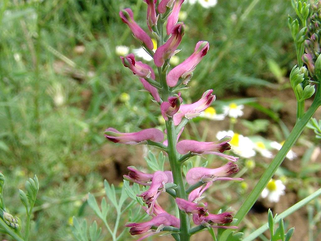 Fotky: Zem�d�n L�ka�sk� (foto, obrazky)