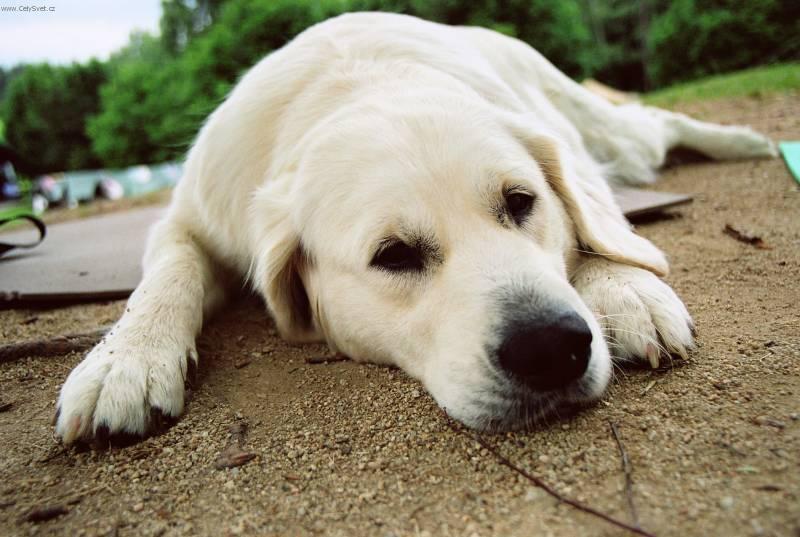 Fotky: Zlat� retr�vr (foto, obrazky)