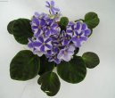Fotky: Africk� fialka (foto, obrazky)