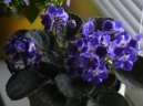 Fotky: Africk� fialka (foto, obrazky)