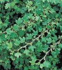 Fotky: B�e�an pop�nav� (foto, obrazky)