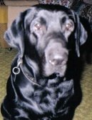 Fotky: Retr�v�i (foto, obrazky)