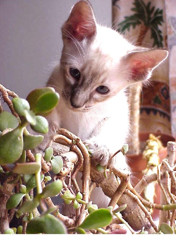 Foto: Tiritomba