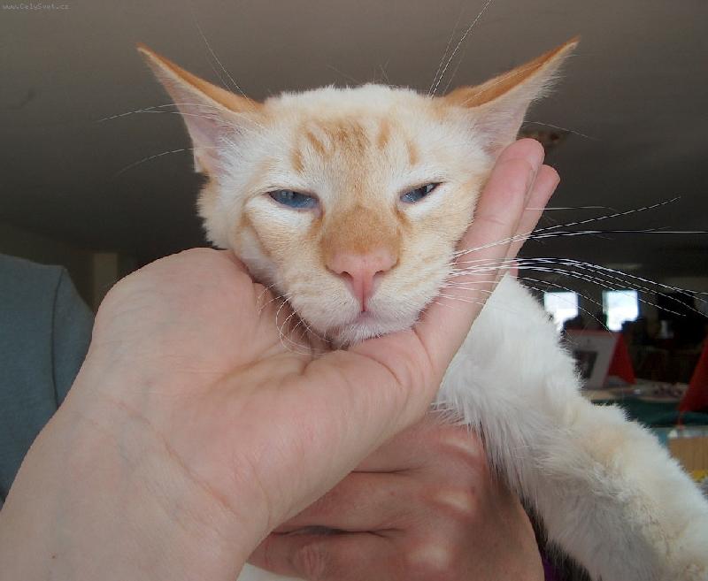 Foto: Celeborn z Valimaru - BAL d