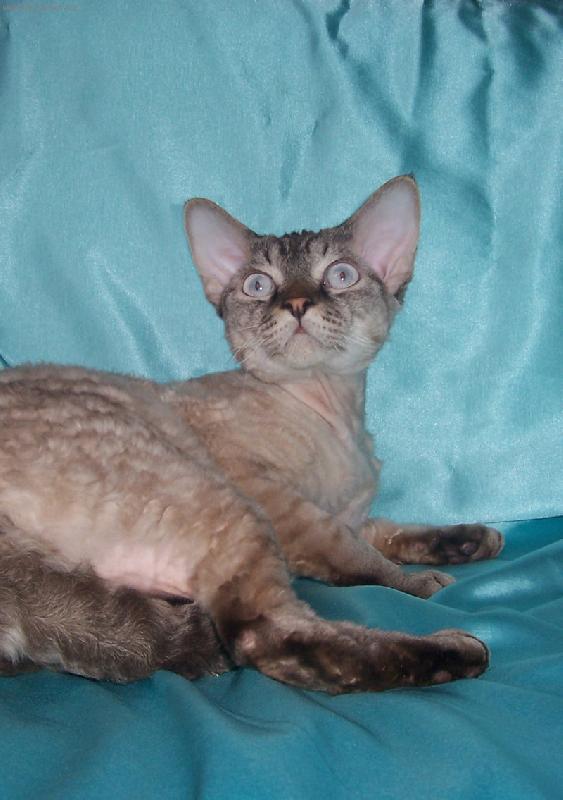 Foto: CH Linus Cartoon�s