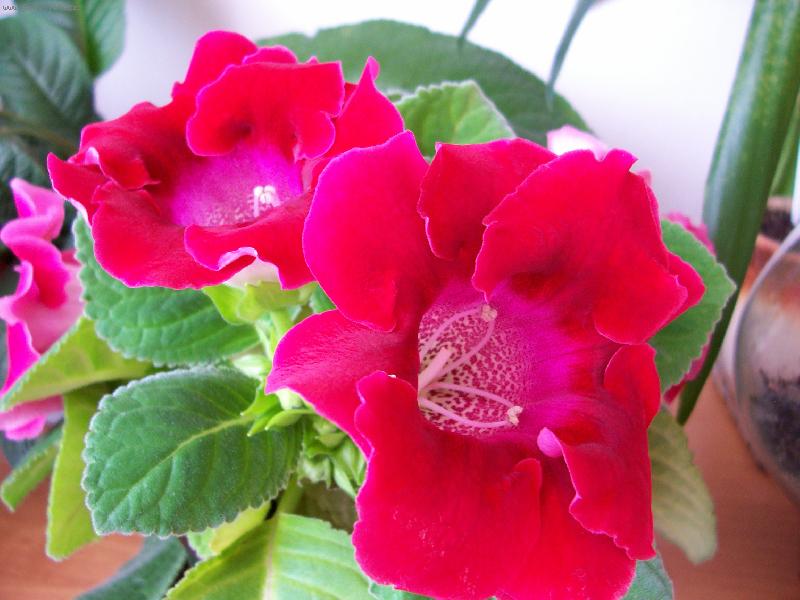 Foto: Gloxinie-Gloxinie