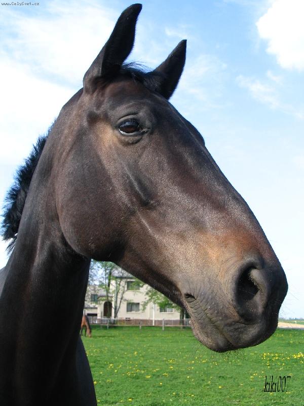 Foto: Fatima-Tahle Kobylka se jmenuje Fatima a je to v�born� skokanka