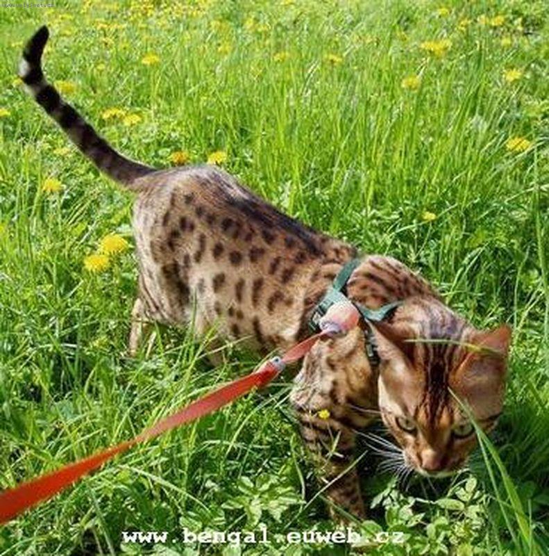 Foto: kocour