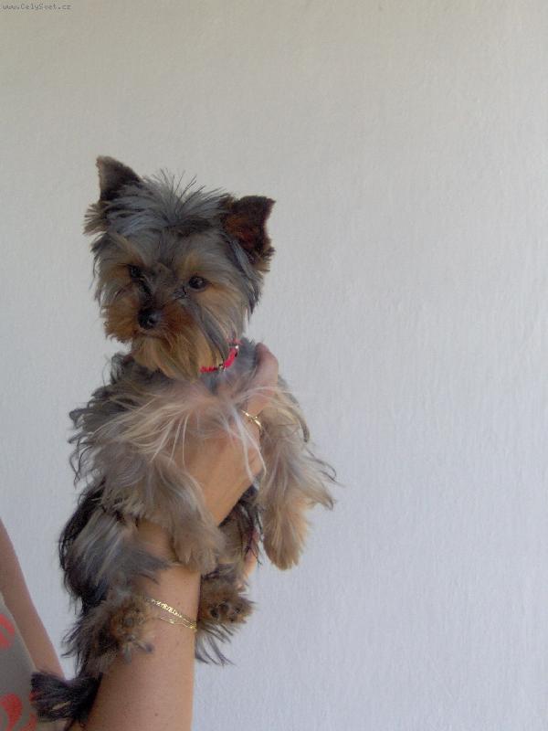 Foto: Charlie