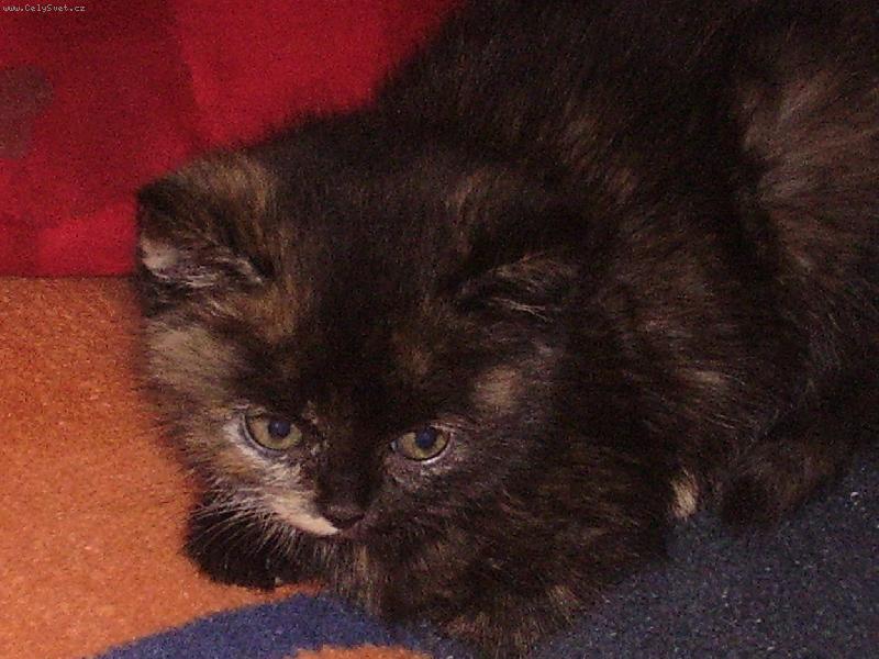 Foto: Na�e mal� \"�elvi�ka\"-Na�e mal� �elvovinkov� \"�elvi�ka\"