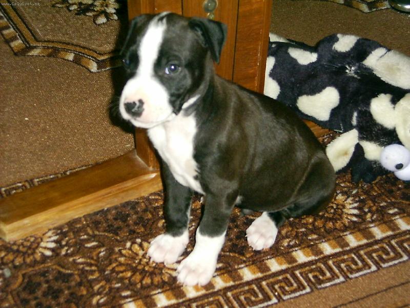 Foto: Odin-Zlobidlo:)