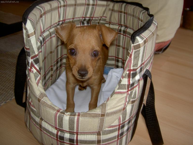 Foto: Trpasli�� pin�