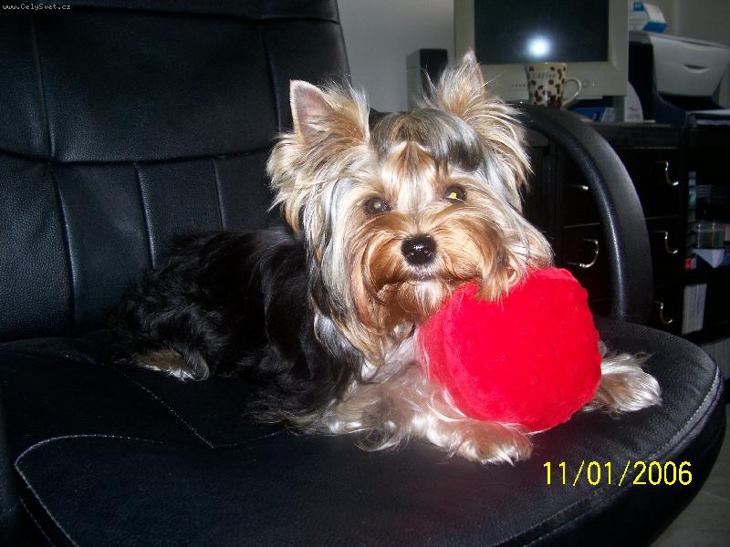 Foto: Bessy