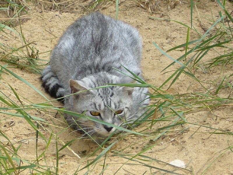 Foto: Ferda-to je kocourek m� tety, kter� vlastn� p�ed dvacet ko�ek