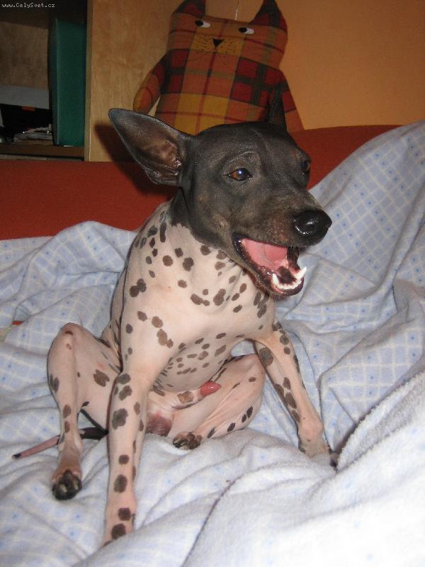 Foto: americk� bezsrst� teri�r-krmen� je d�sn� sranda....