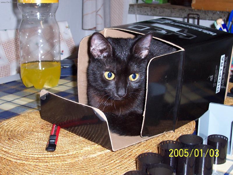 Foto: ko�ka Lucka-miluji krabice!