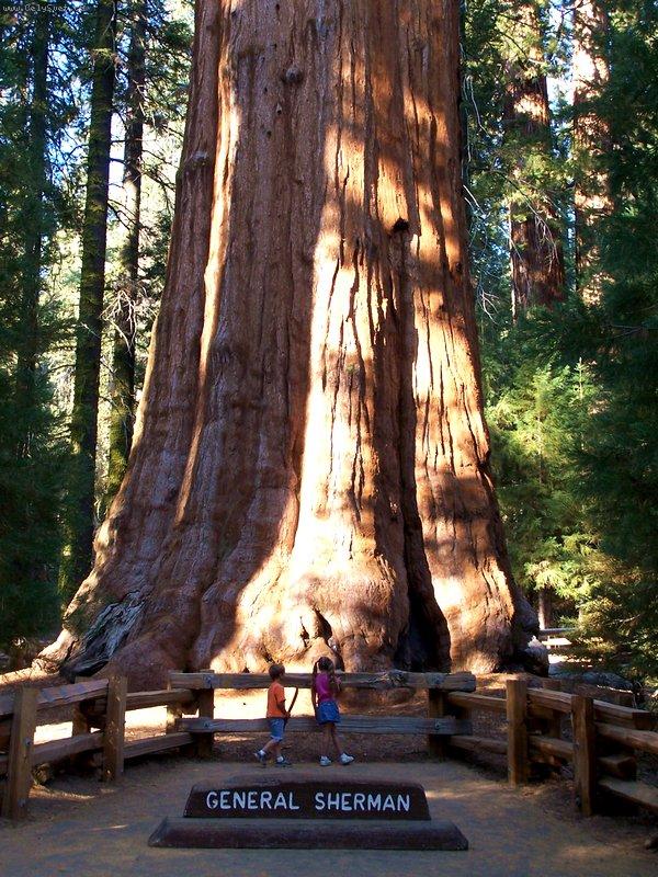 Foto: GENERAL SHERMAN SEQUOIA - Kalifornie-Nejv�t�� �ij�c� v�c na sv�t� - v��ka 84 m, pr�m�r kmene 11,1 m, st��� 2700 let