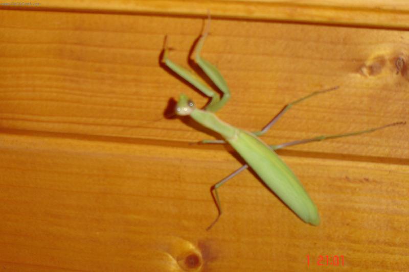 Foto: kudlanka n�bo�n�-na dovolen� v Chorvatsku n�s nav�tivila