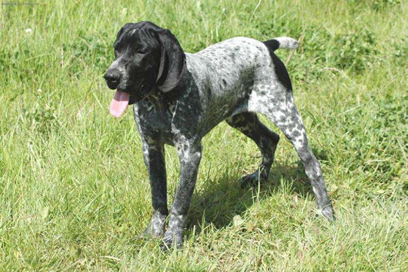 Foto: Brigand-mlad� pes