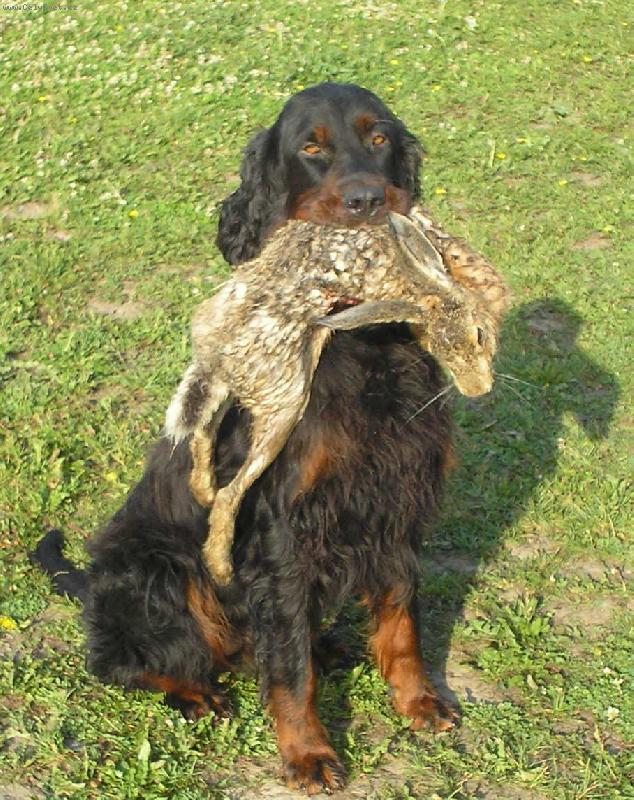 Foto: Dastin DAMA Krkono�e-aport zaj�ce