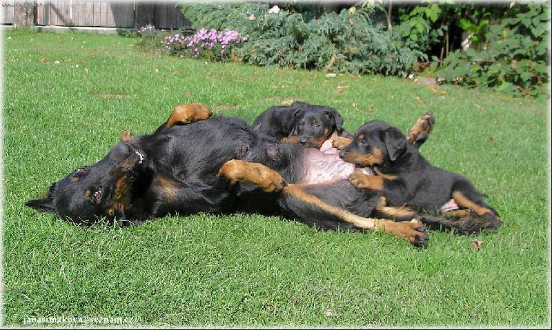 Foto: spokojen� matka-Sarah du Domaine des Seigneur de la Bergerie a 5t�denn� �t���tka po Garrym z Kol��kova ran�e